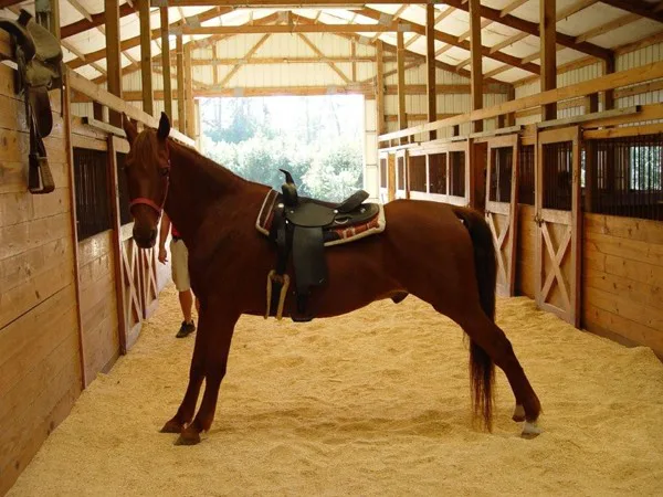 Inlet Point Plantation Stables